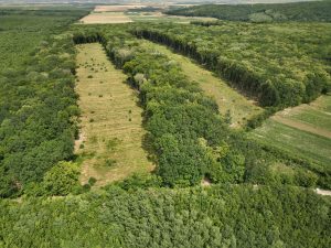 Clear Cuts in Ikea forest